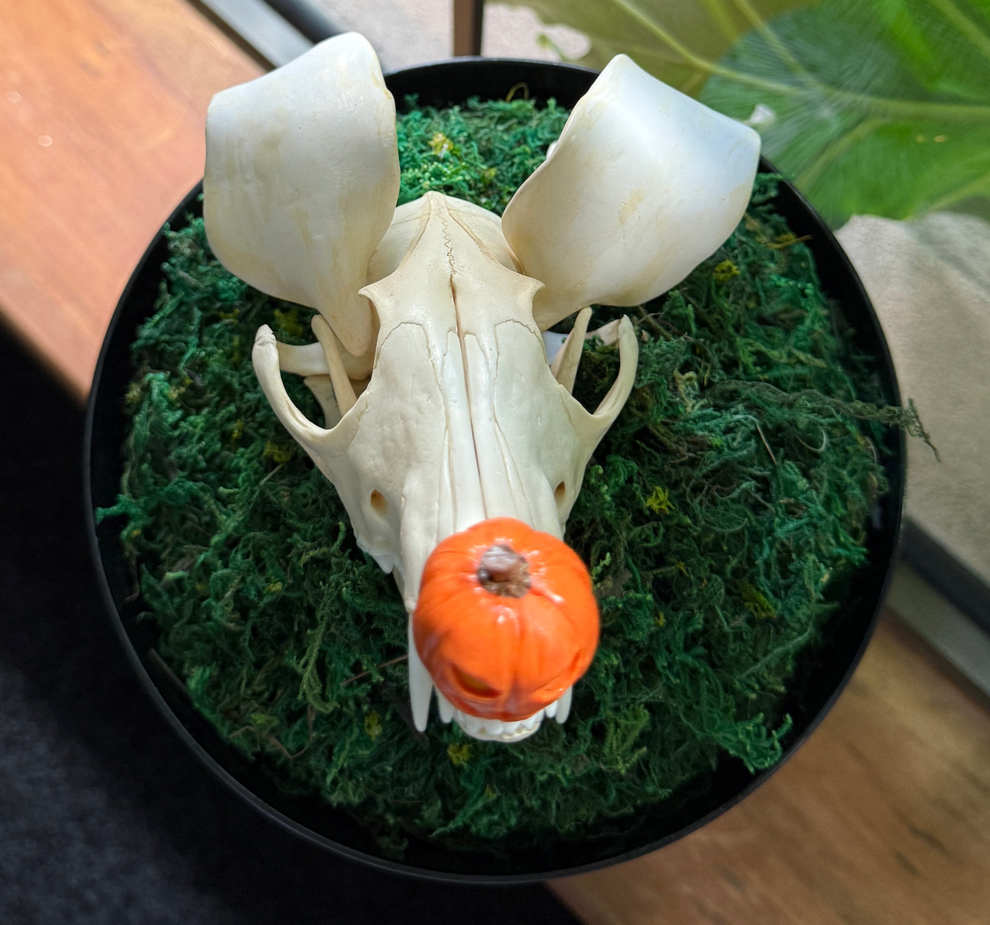 Zero Skull Cloche