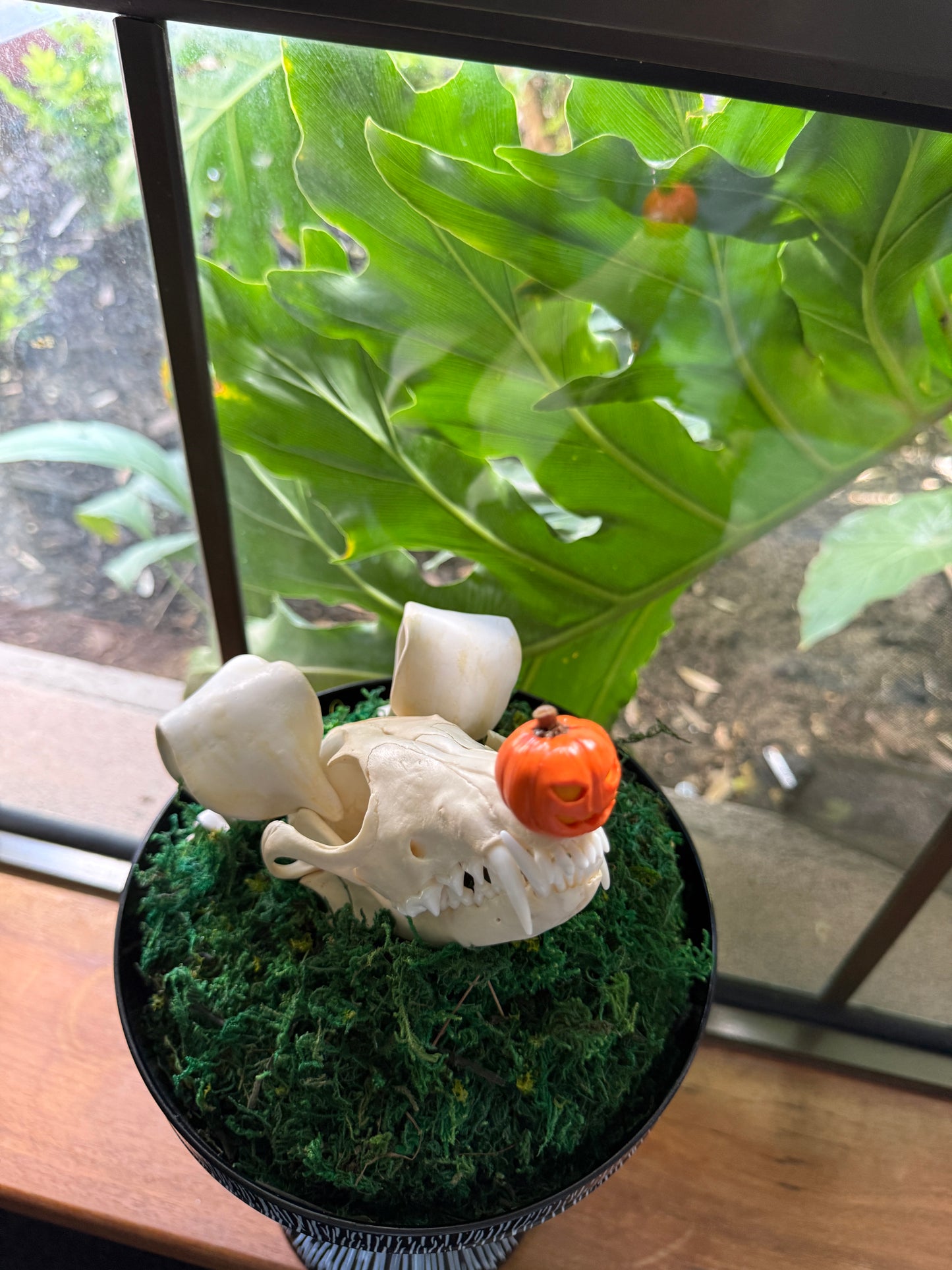 Zero Skull Cloche