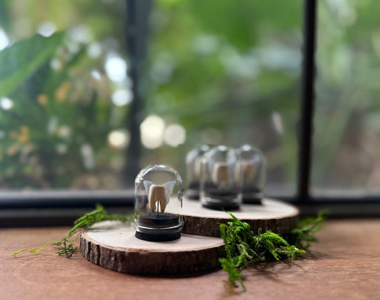 Mini Tooth Fairy Dome