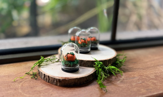 Mini Pumpkin Dome