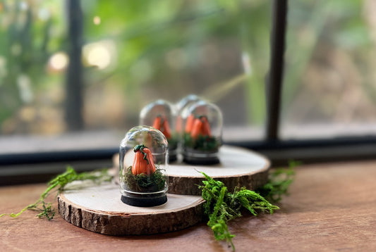 Mini Butternut Pumpkin Dome