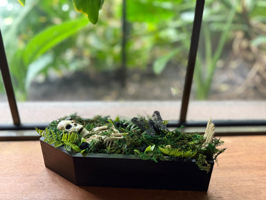 Coffin Terrariums - In Stock